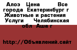 Алоэ › Цена ­ 150 - Все города, Екатеринбург г. Животные и растения » Услуги   . Челябинская обл.,Аша г.